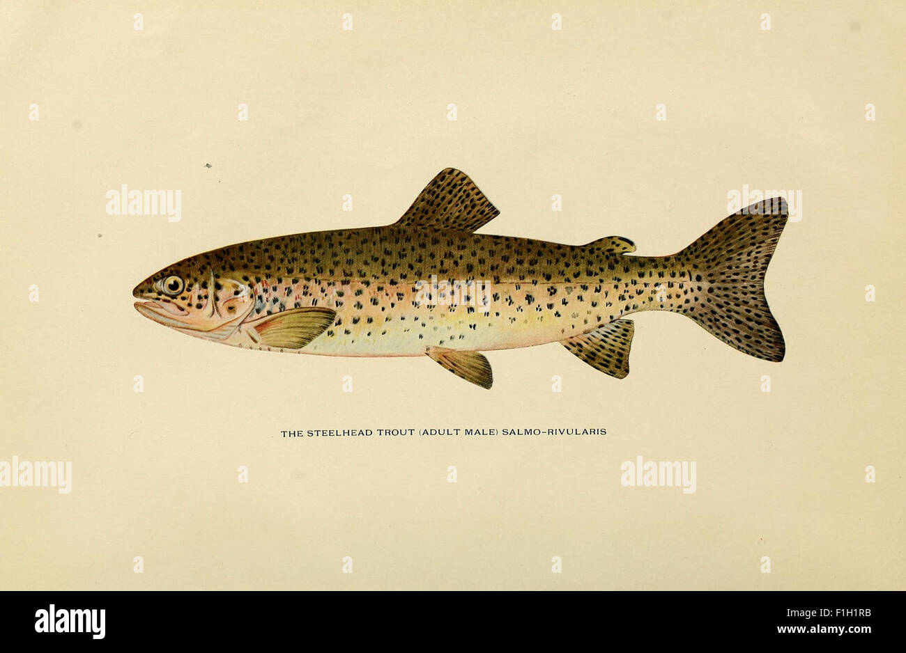 Trout flyfishing in America Stock Photo Alamy