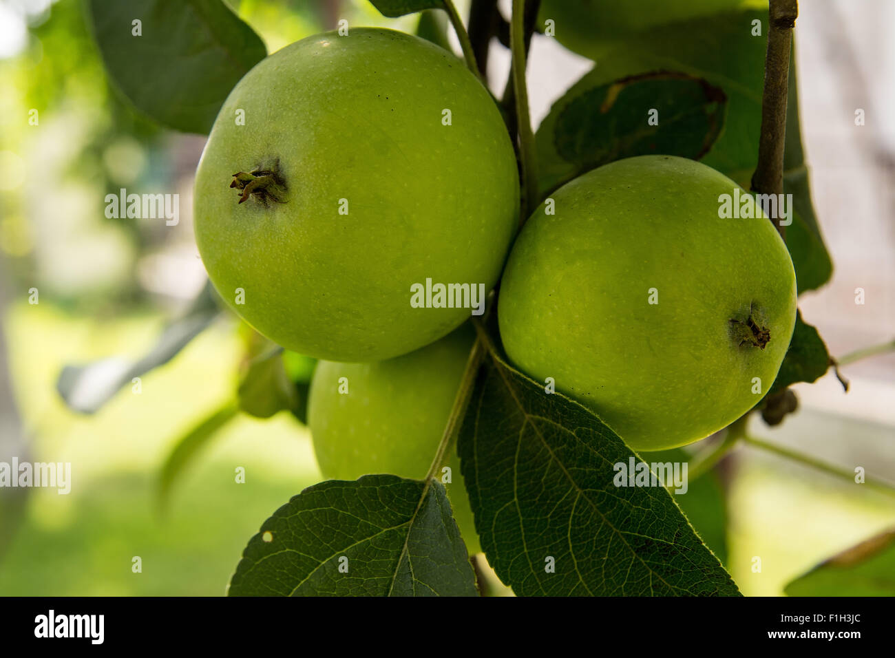 Food trees hi-res stock photography and images - Alamy