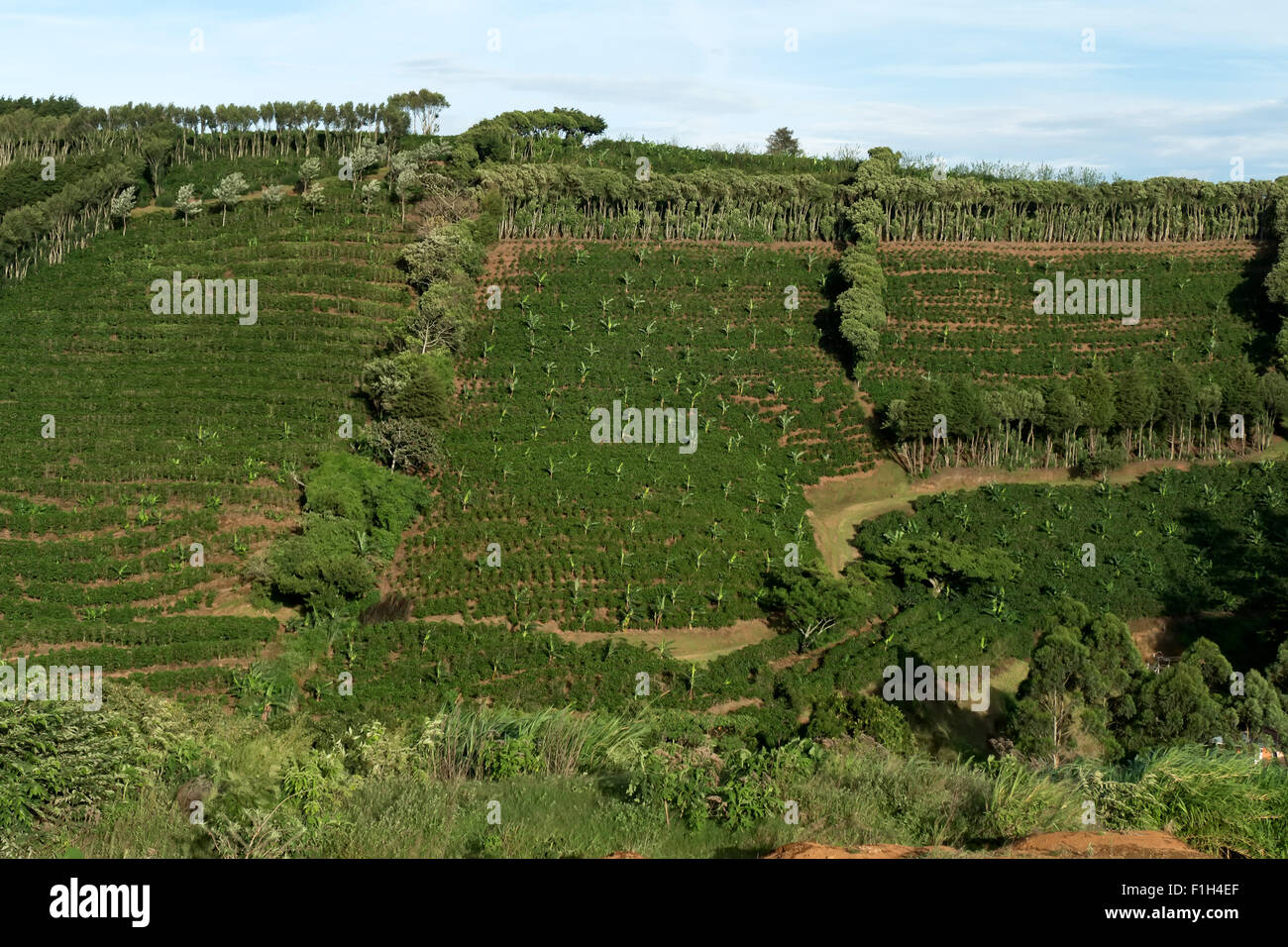 Coffee plantation near poas volcano hires stock photography and images