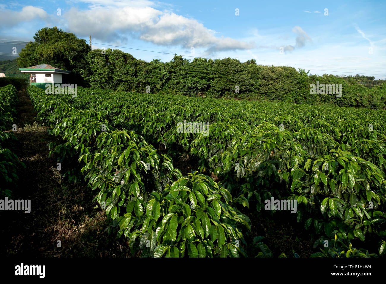 Coffee plantation near Poas or Poás Volcano. Costa Rica, Central America. Export and global market. Agriculture, field, farming Stock Photo