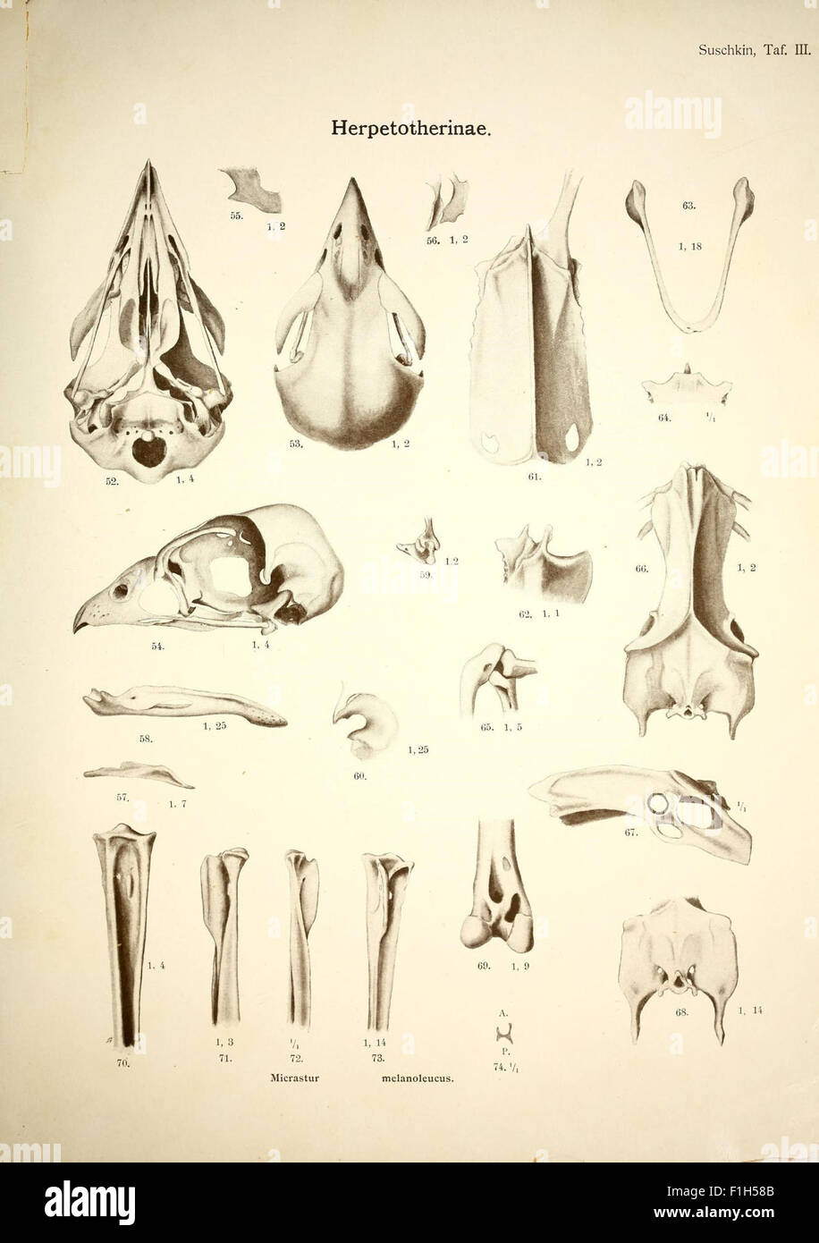 A Study Of Avian Skeletal Morphology Detailing The Structure And A Study Of Avian Skeletal Morphology Detailing The Structure And