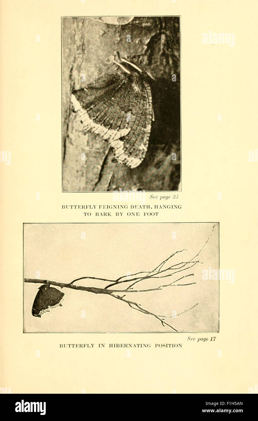 'Butterflies Worth Knowing' is an educational guide providing ...
