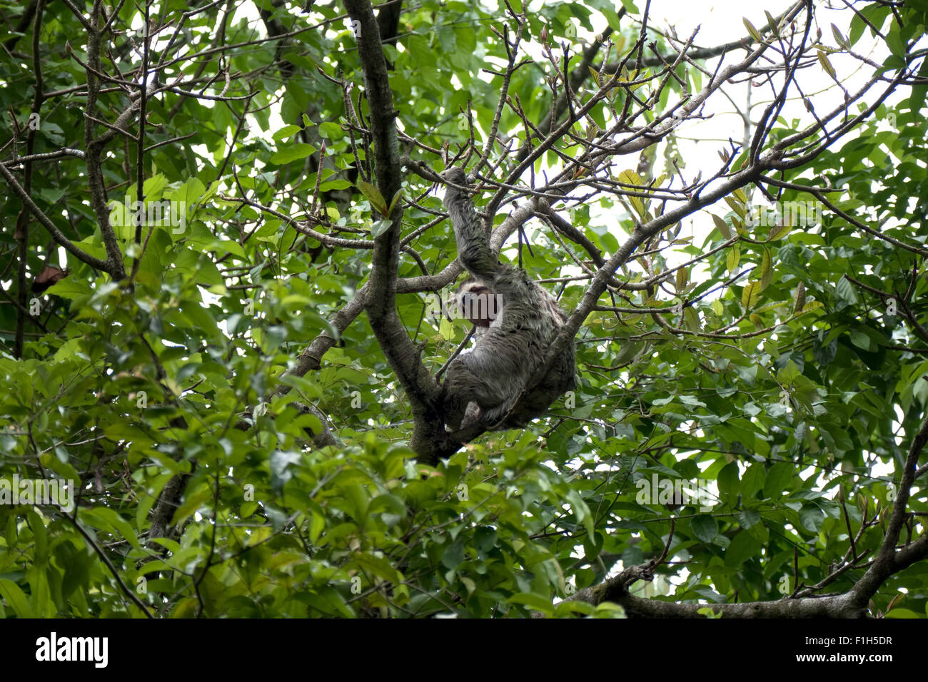 Wild animal, fauna, nature, wildlife. Three-toed sloth on tree branch. Manuel Antonio National Park, Costa Rica, Central America Stock Photo