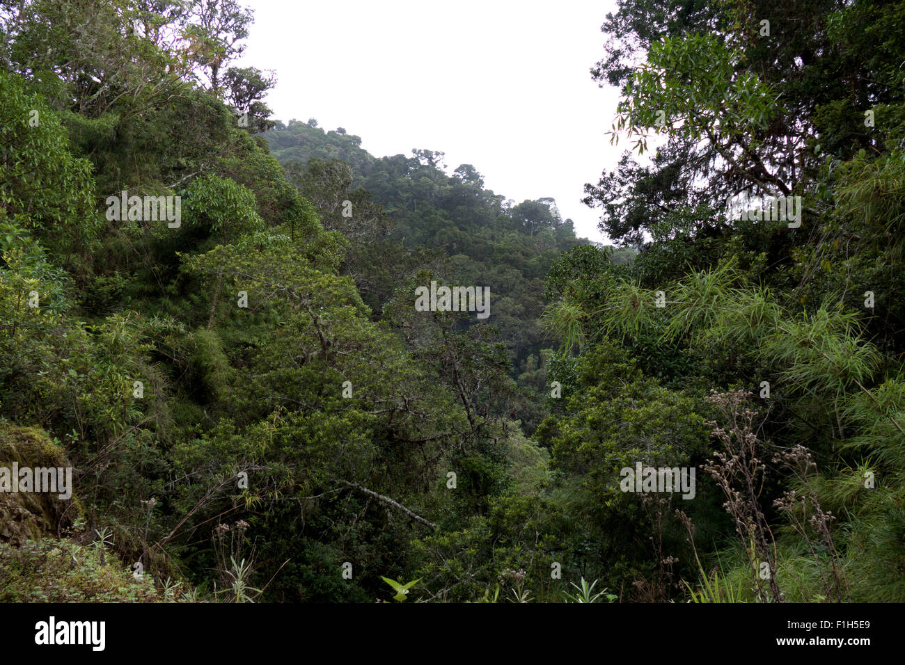 Costa Rica, Central America, view of Los Quetzales National Park. Jungle, forest, rainforest, nature, trees, hills, landscape Stock Photo