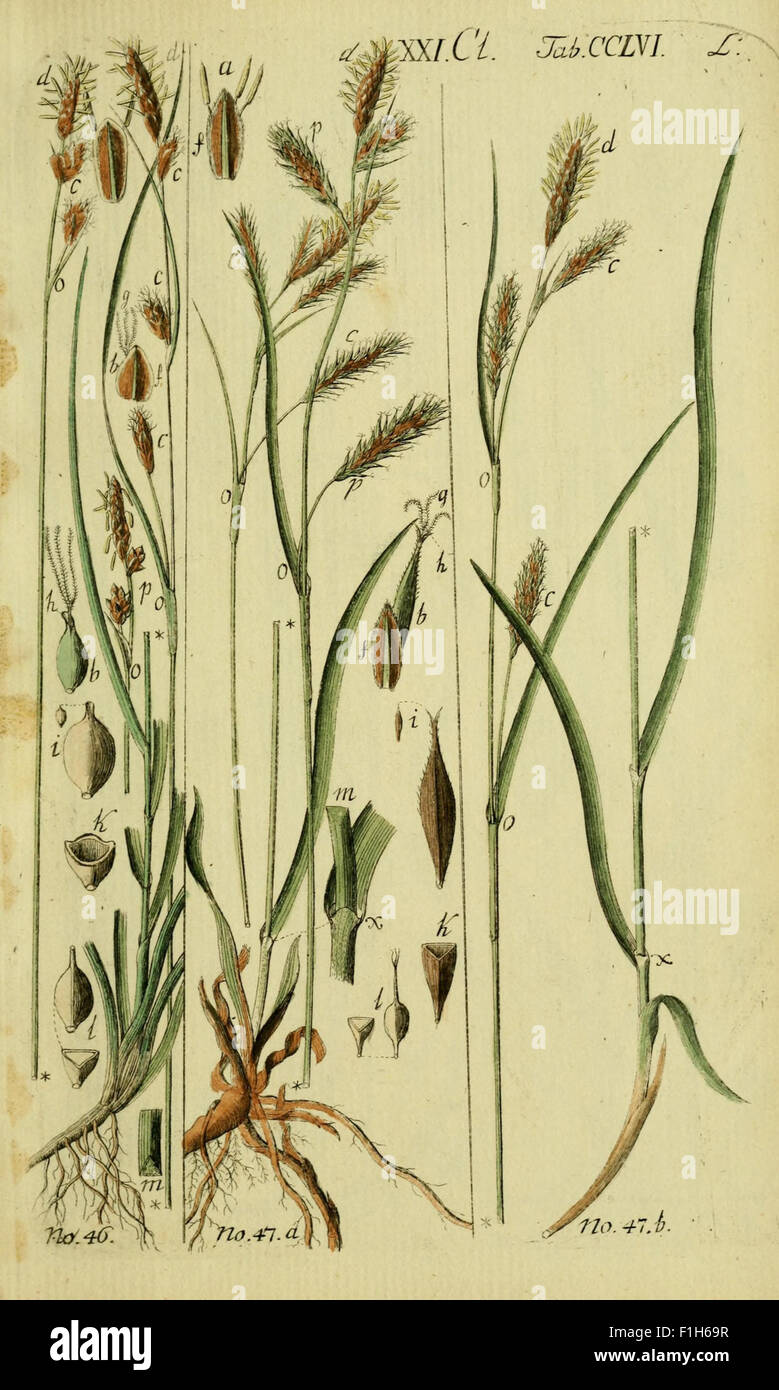 Beschreibung und Abbildung der theils bekannten, theils noch nicht