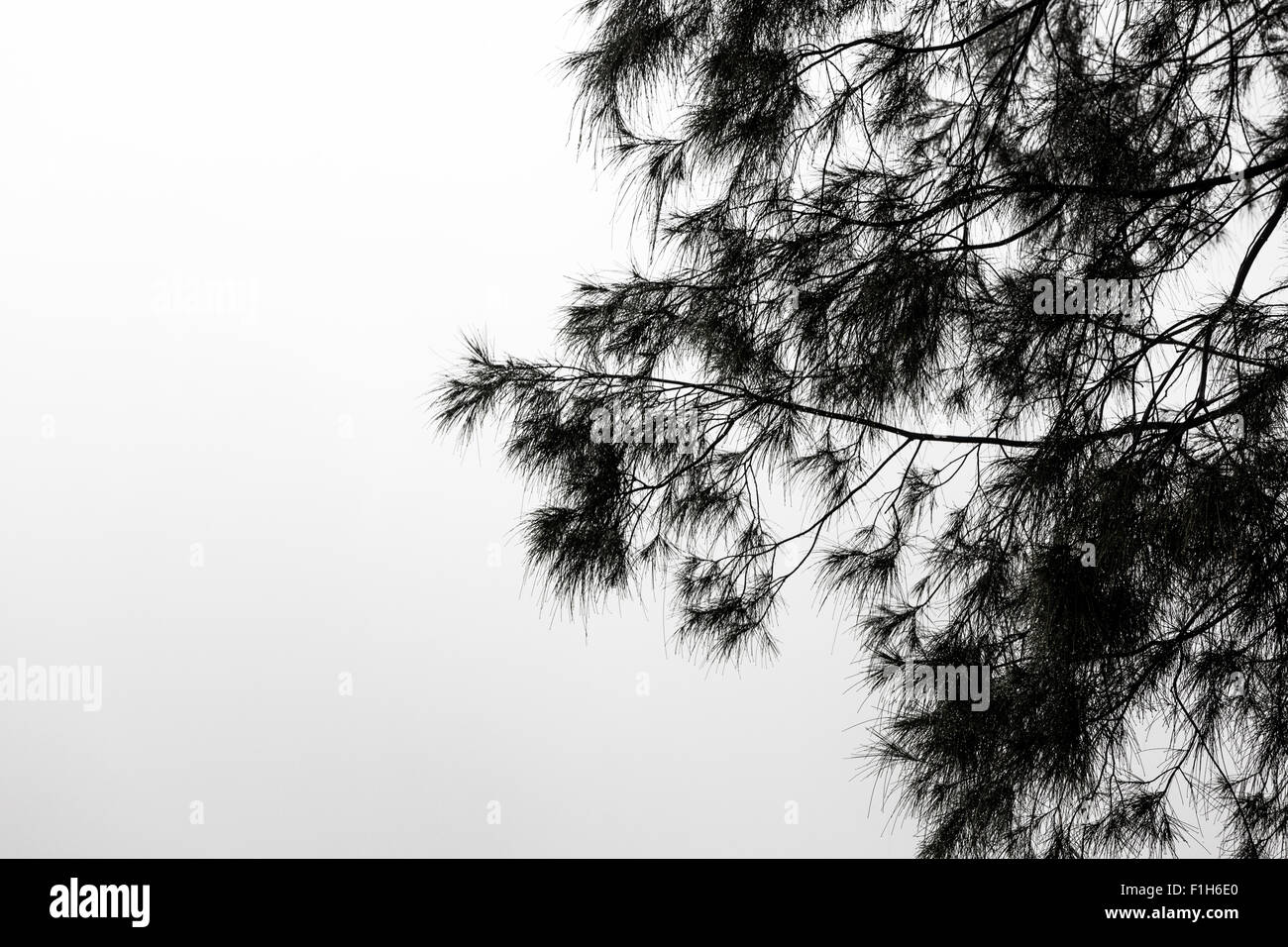 Minimalistic black and white image of a tree. Stock Photo