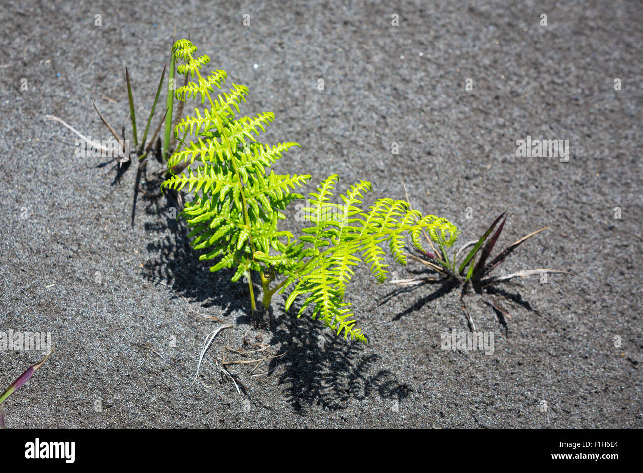 Bright green Fern plant in black volcanic sand of the volcano Bromo on the island of Java in Indonesia, Asia. Stock Photo