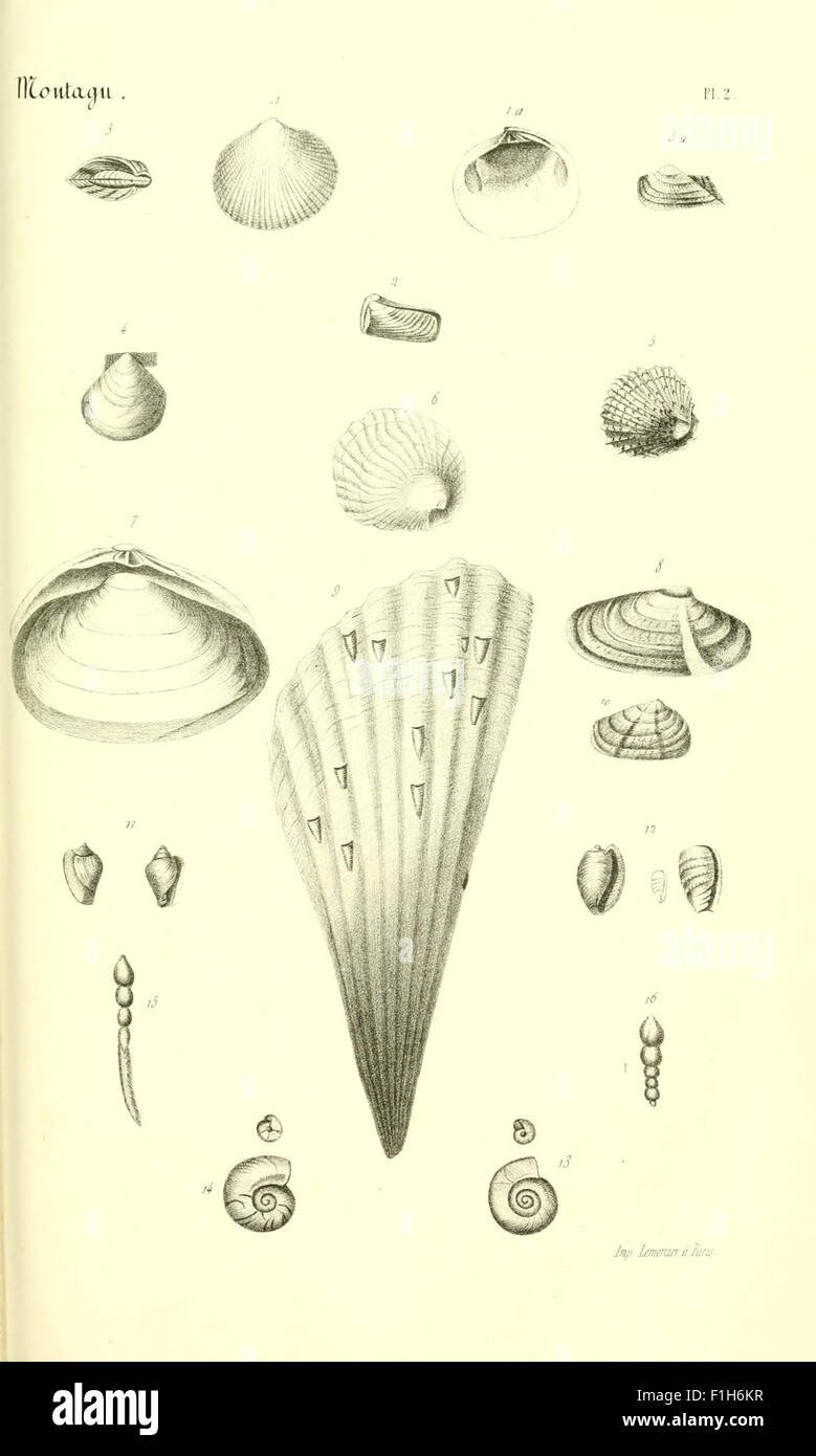 The 'Bibliothèque conchyliologique' is a detailed catalog of mollusk ...