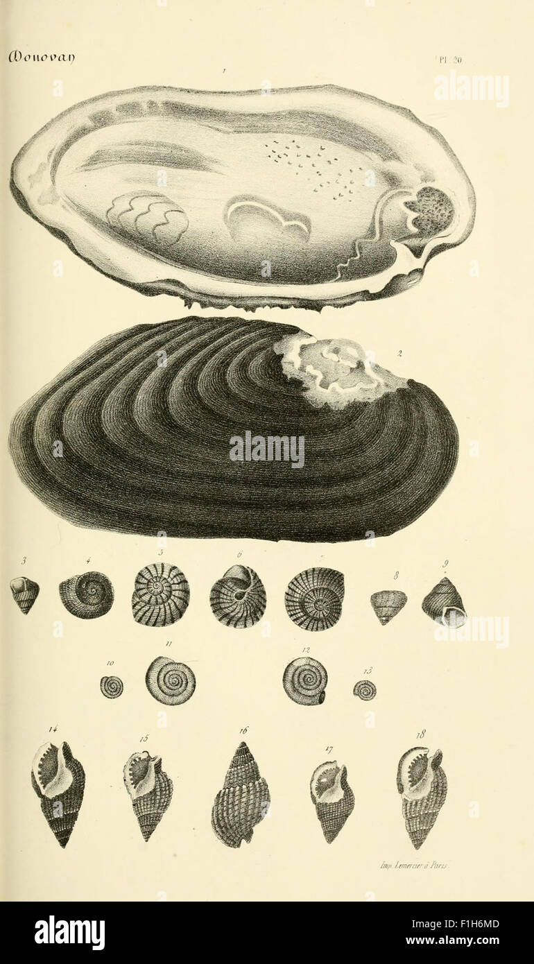 'Bibliothèque Conchyliologique' is a catalog of mollusks and shells ...