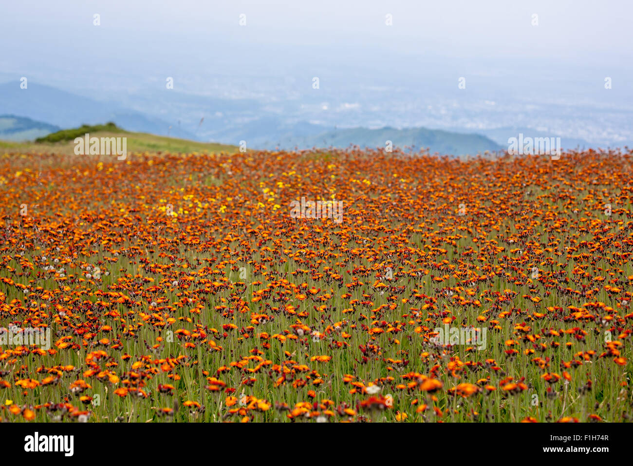 meadow orange flowers Stock Photo