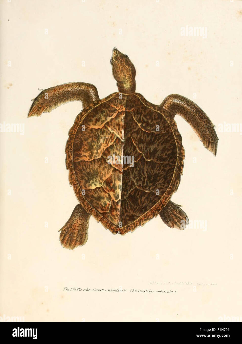 This illustrated atlas focuses on the natural history of vertebrates ...