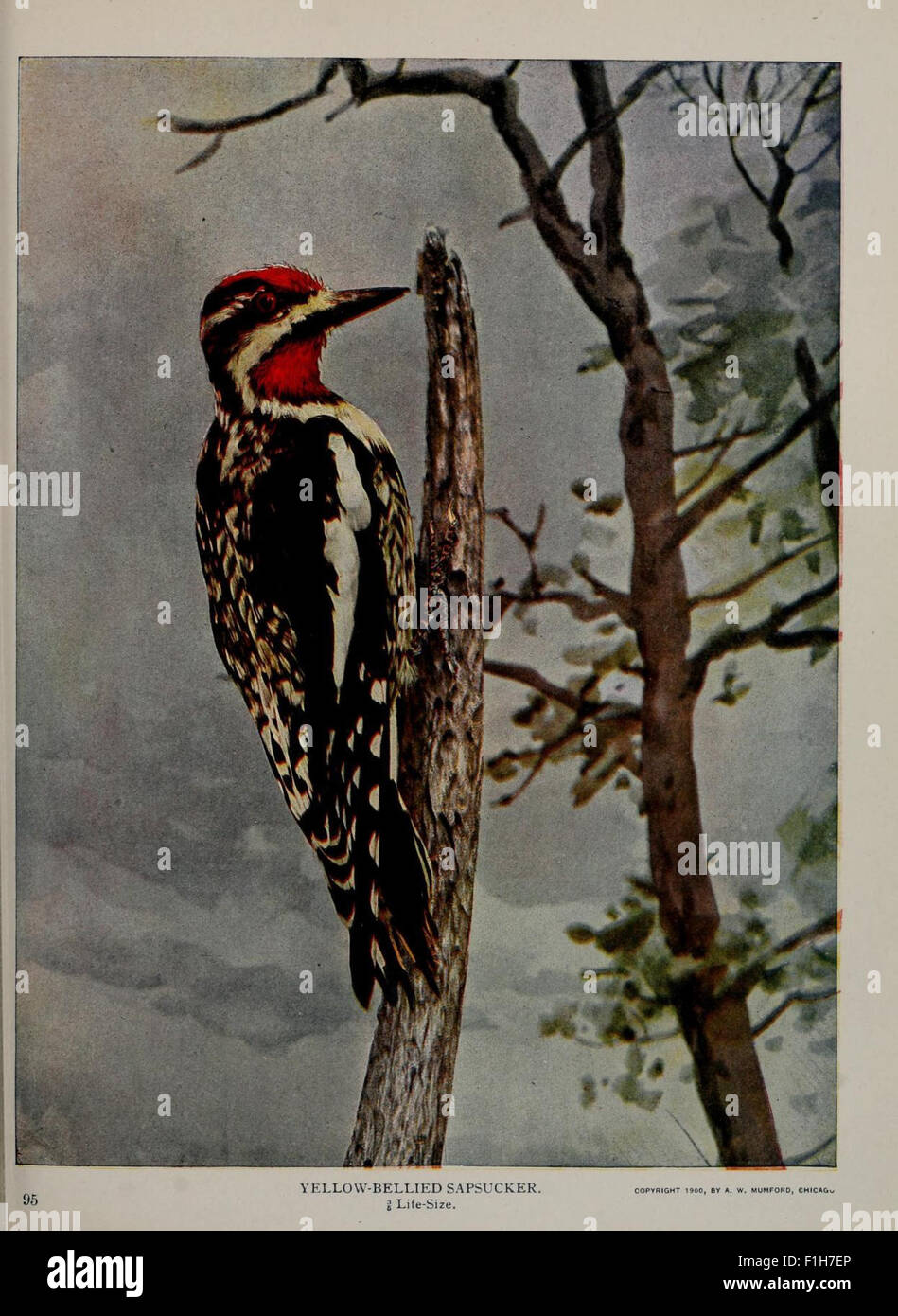 An illustrated guide from the American Museum of Natural History