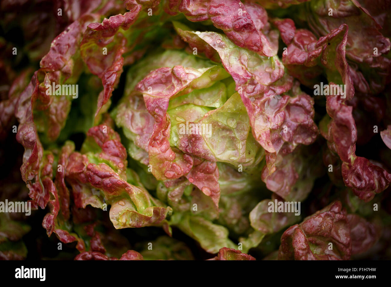 Wet cabbage Stock Photo