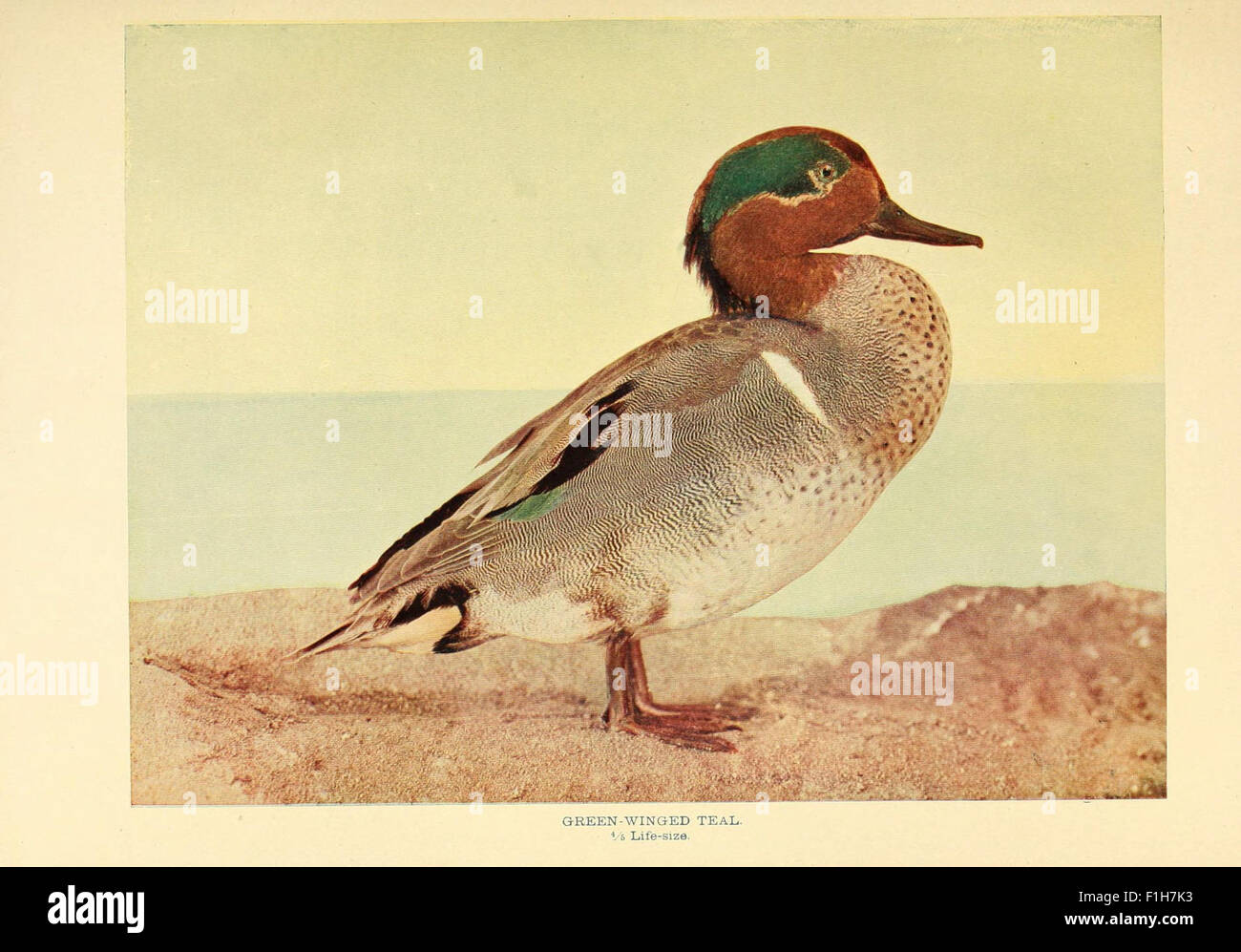 This work explores the predatory behaviors of birds, focusing on ...