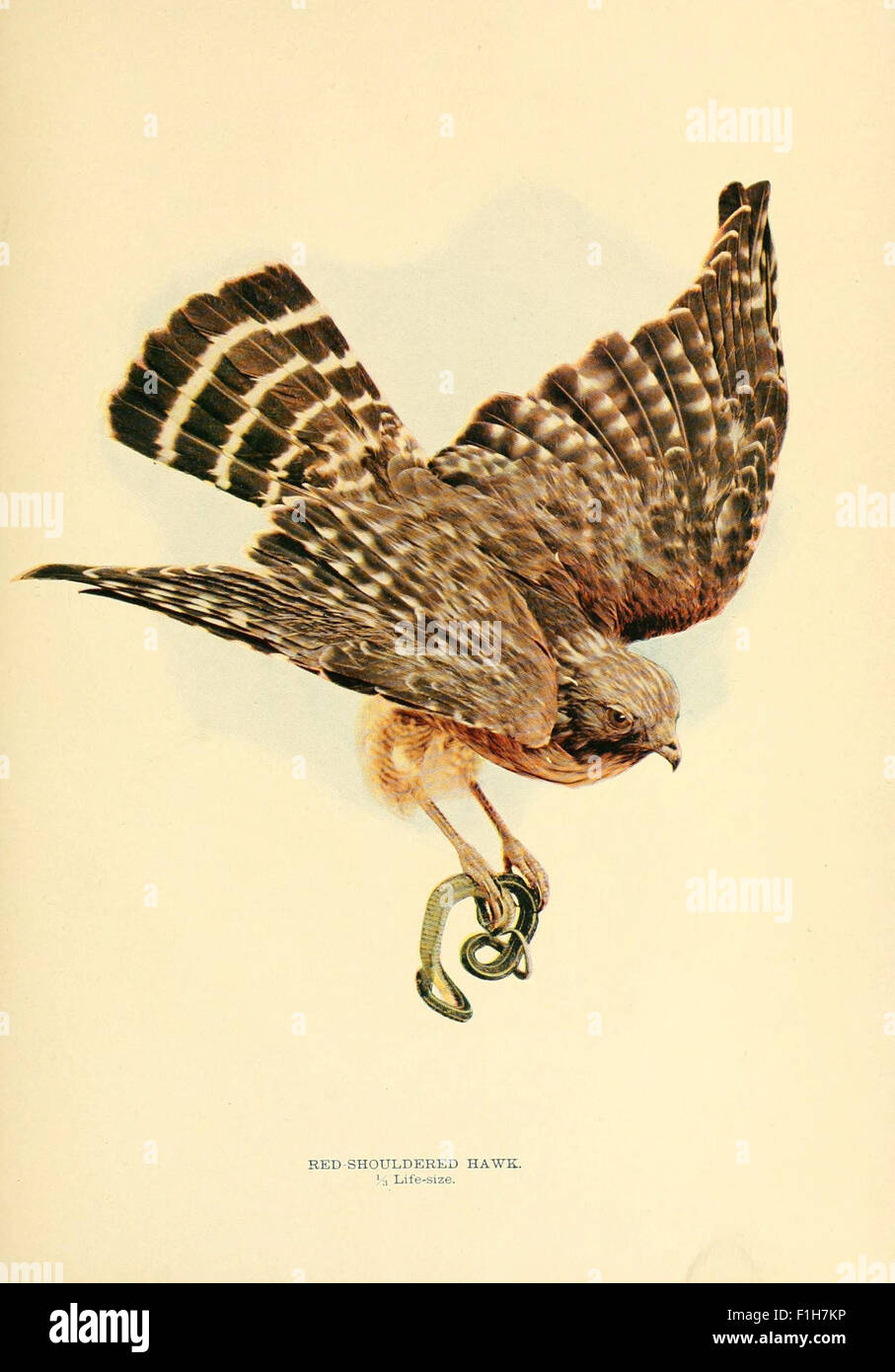 Birds that hunt and are hunted Stock Photo Alamy