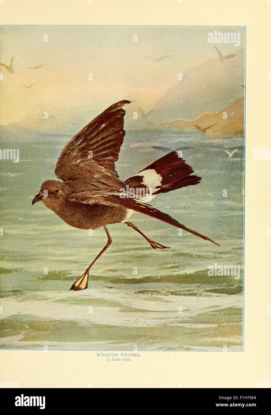 Birds that hunt and are hunted Stock Photo Alamy