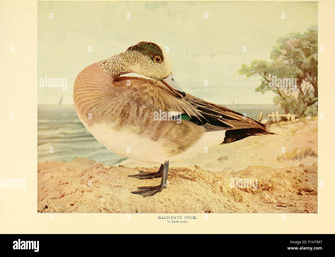 Birds that hunt and are hunted Stock Photo Alamy