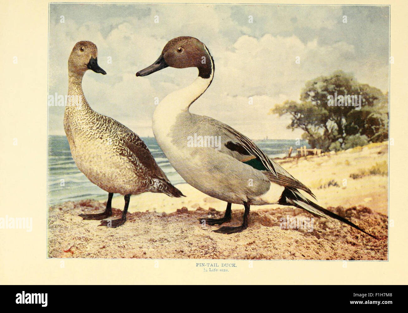 Birds that hunt and are hunted Stock Photo Alamy