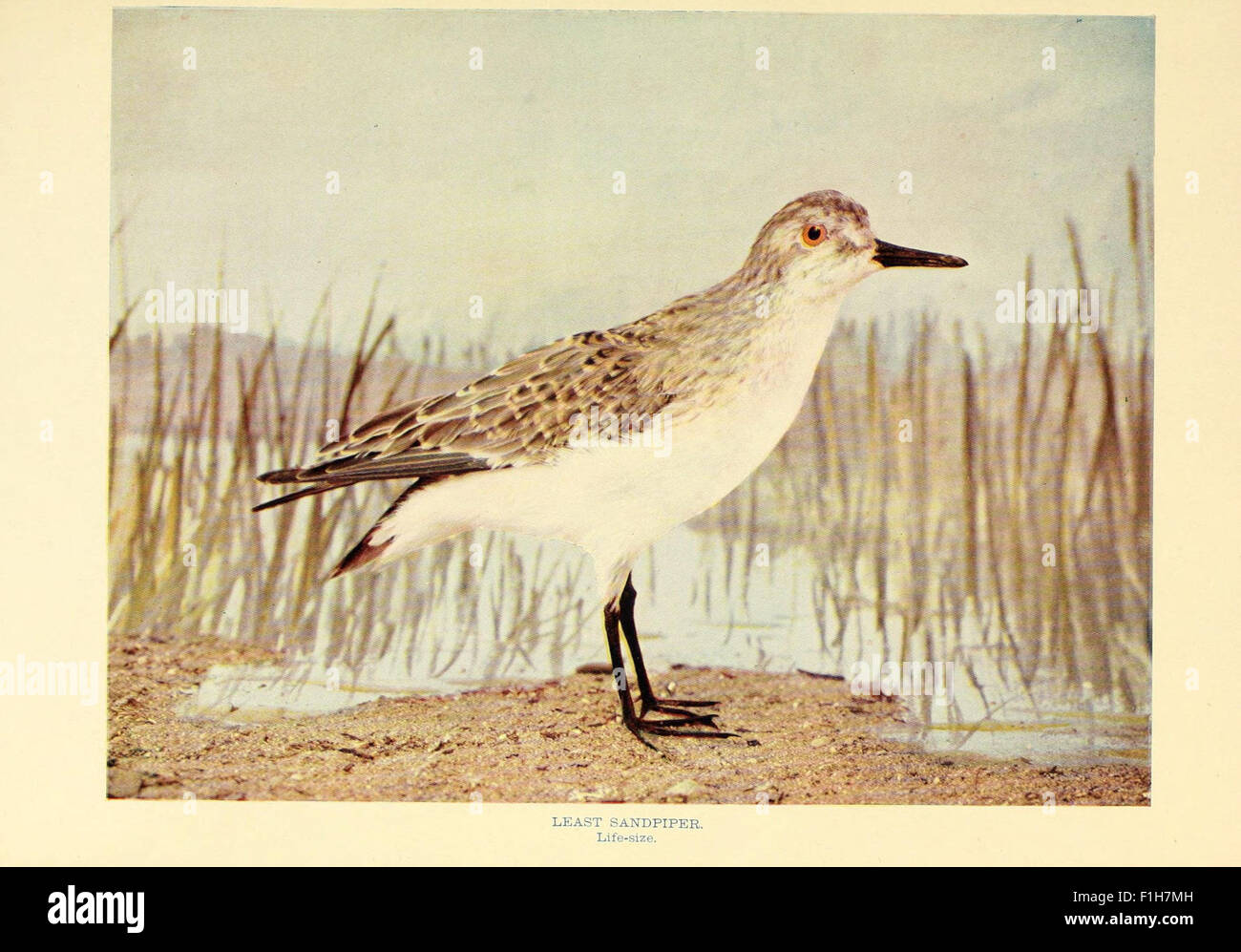 Birds that hunt and are hunted Stock Photo Alamy