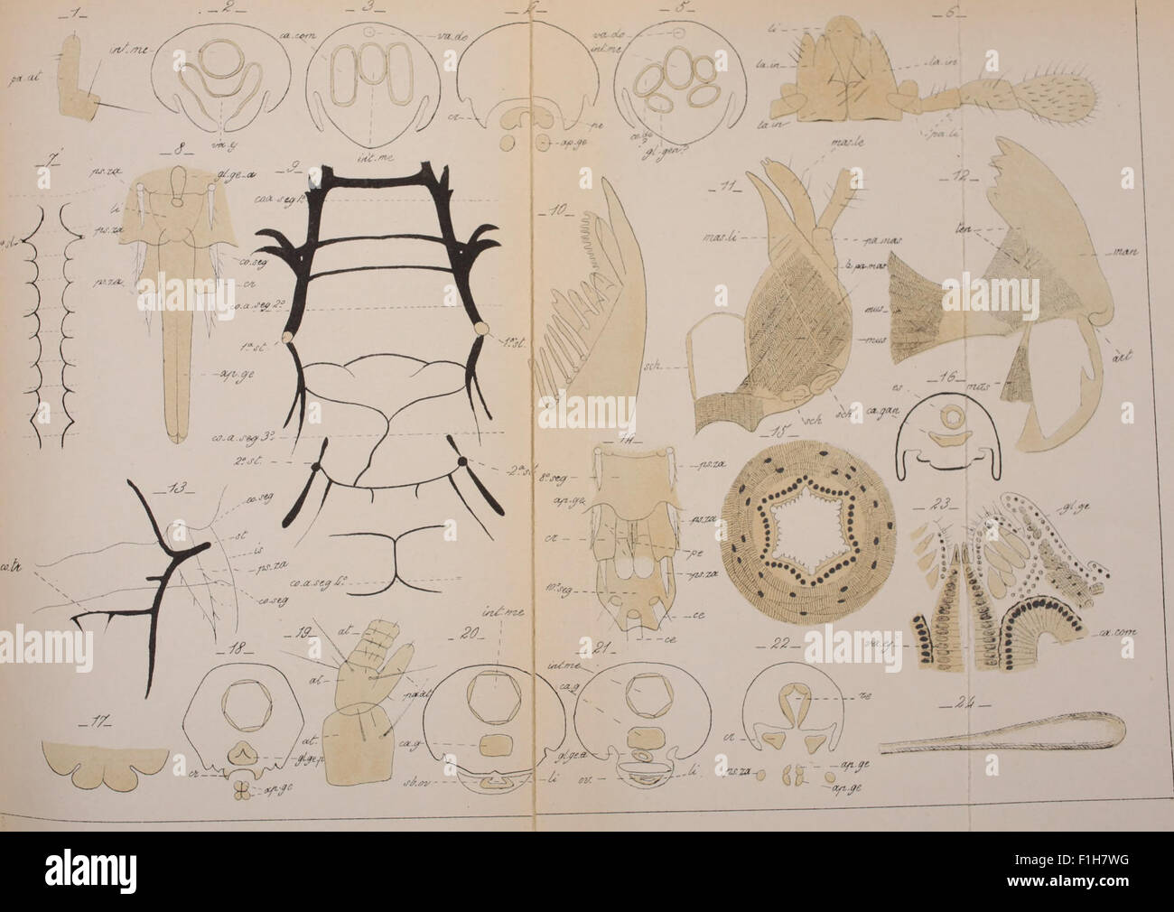 Bollettino della Società entomologica italiana (1886) Stock Photo