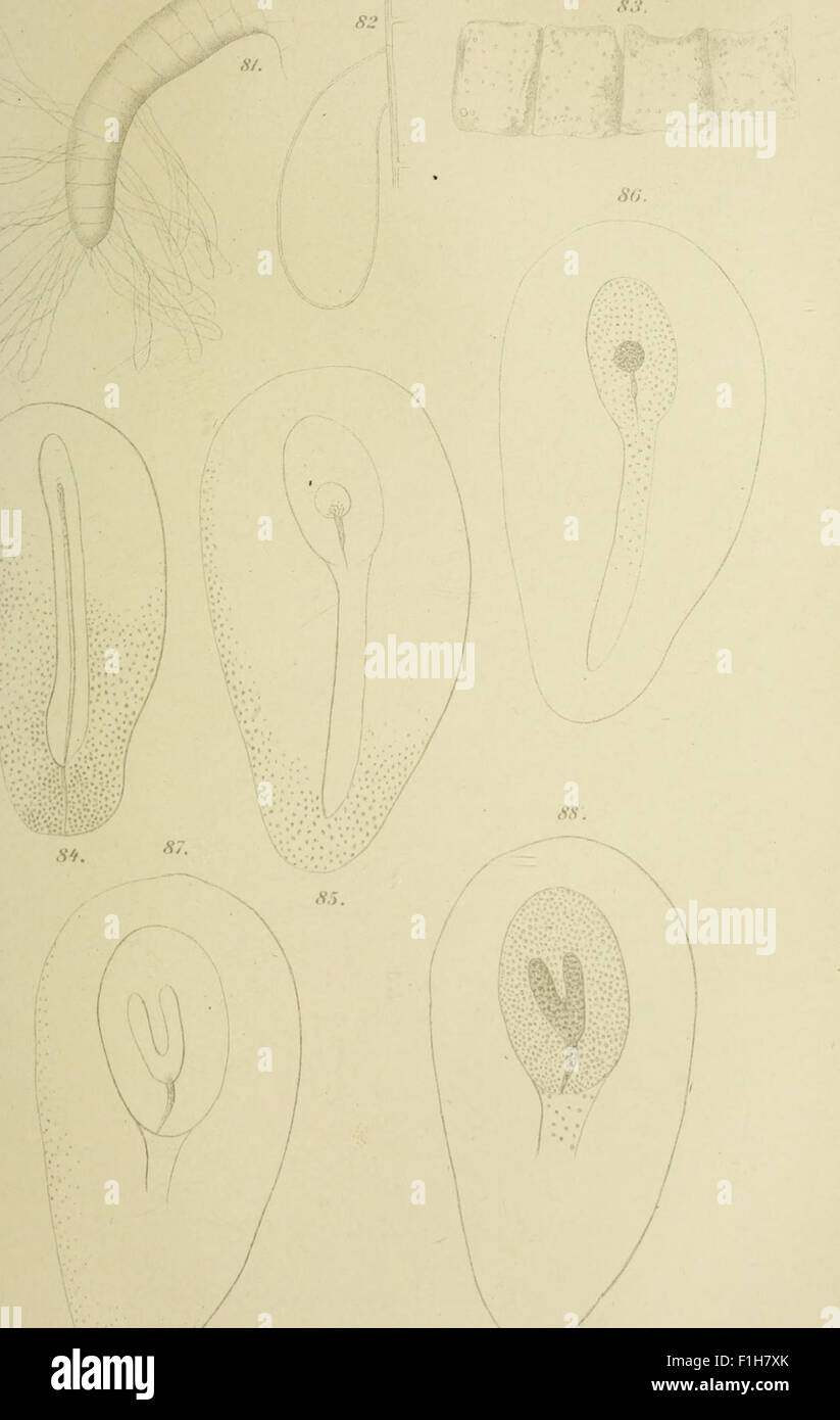 Botanische Jahrbücher für Systematik, Pflanzengeschichte und