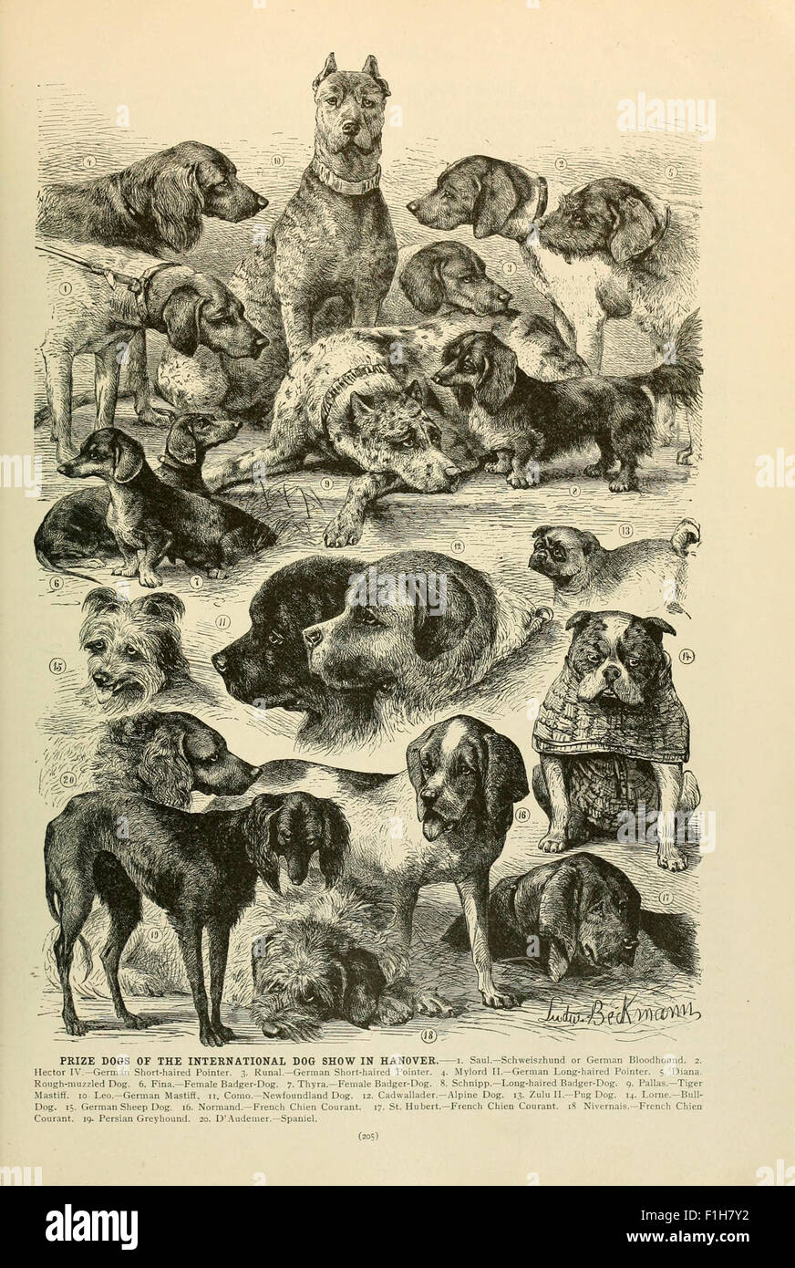 Brehm's Life of animals Stock Photo - Alamy