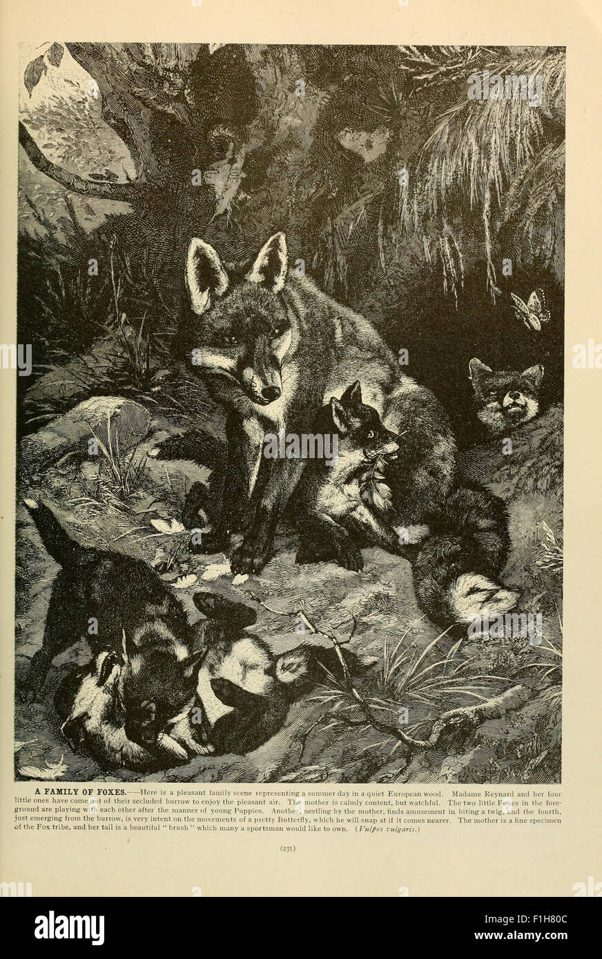 Brehm's *Life of Animals* provides detailed descriptions of animal ...