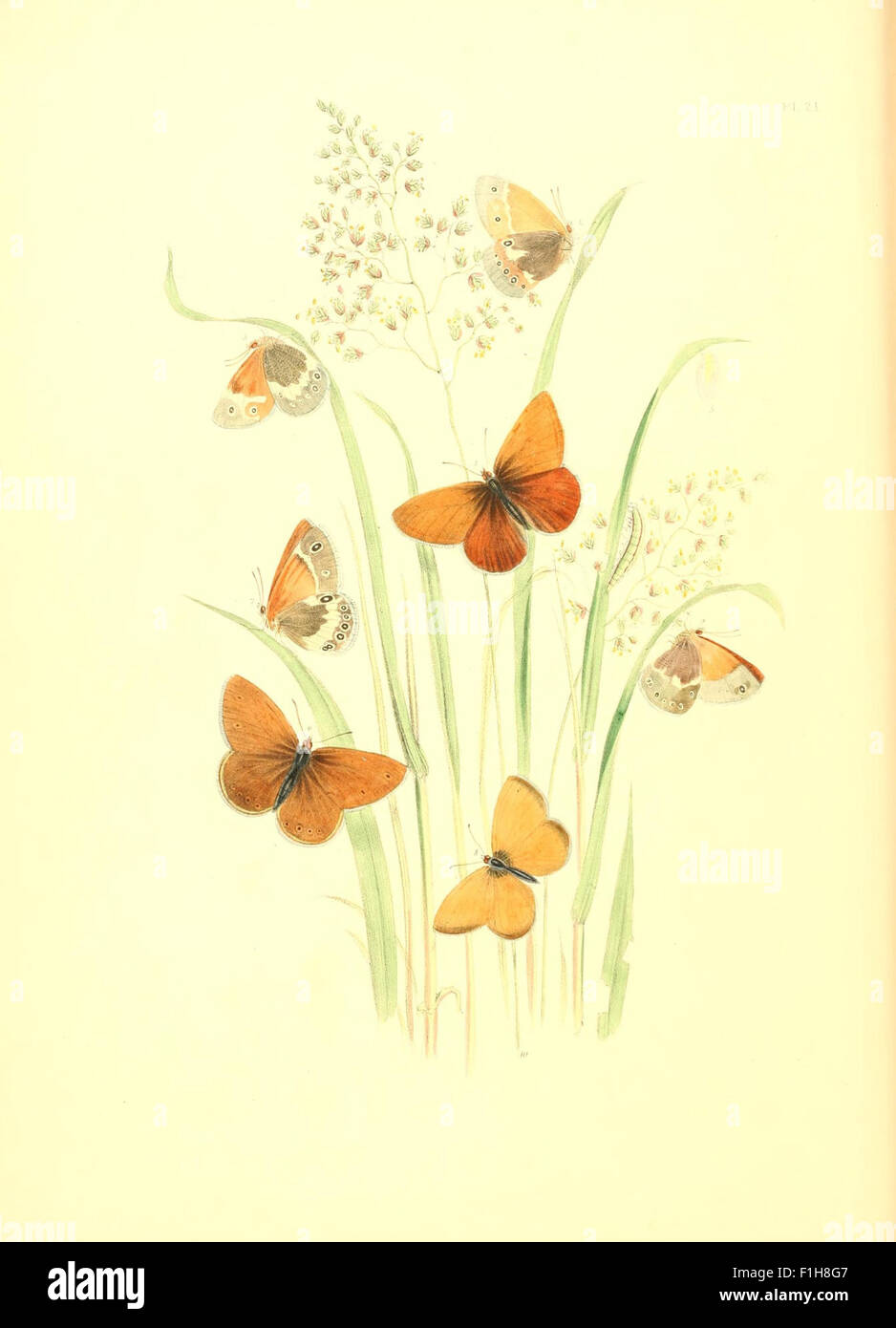 An illustration from *British Butterflies and Their Transformations ...