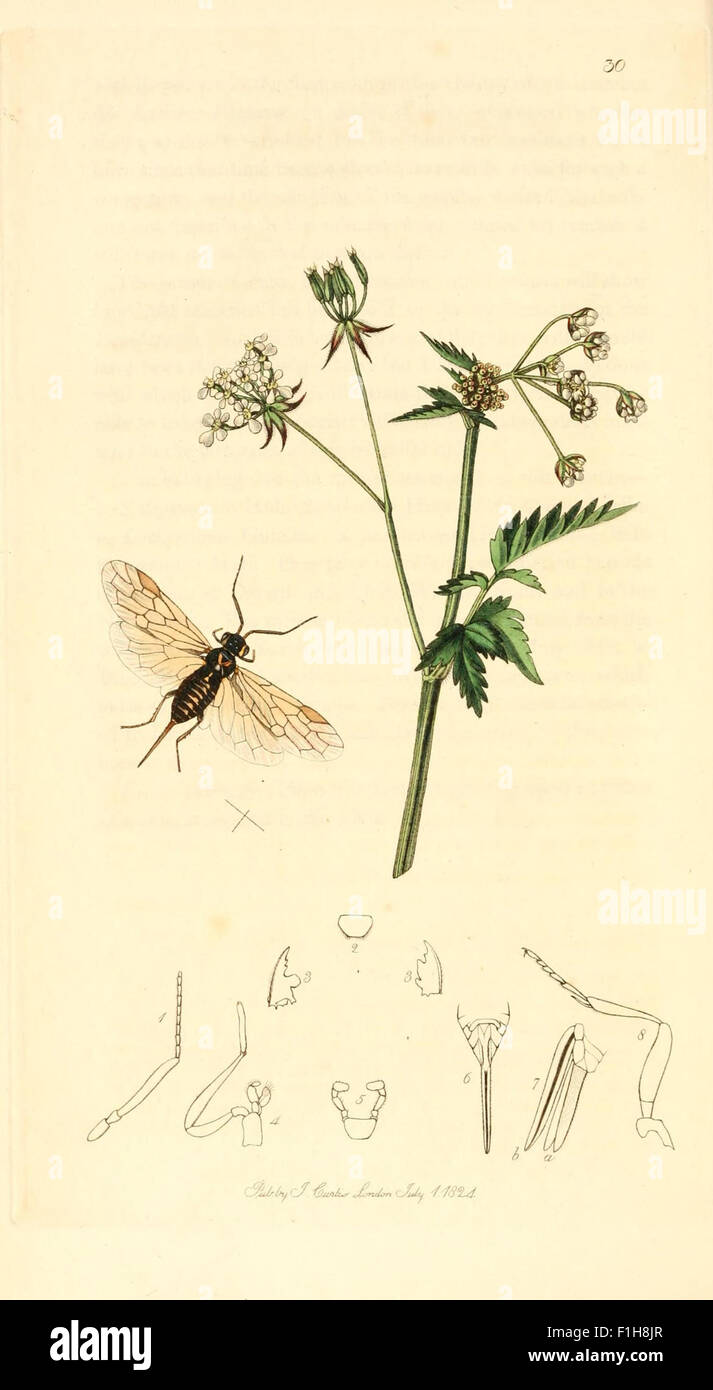 'British Entomology' presents detailed illustrations of insects native ...