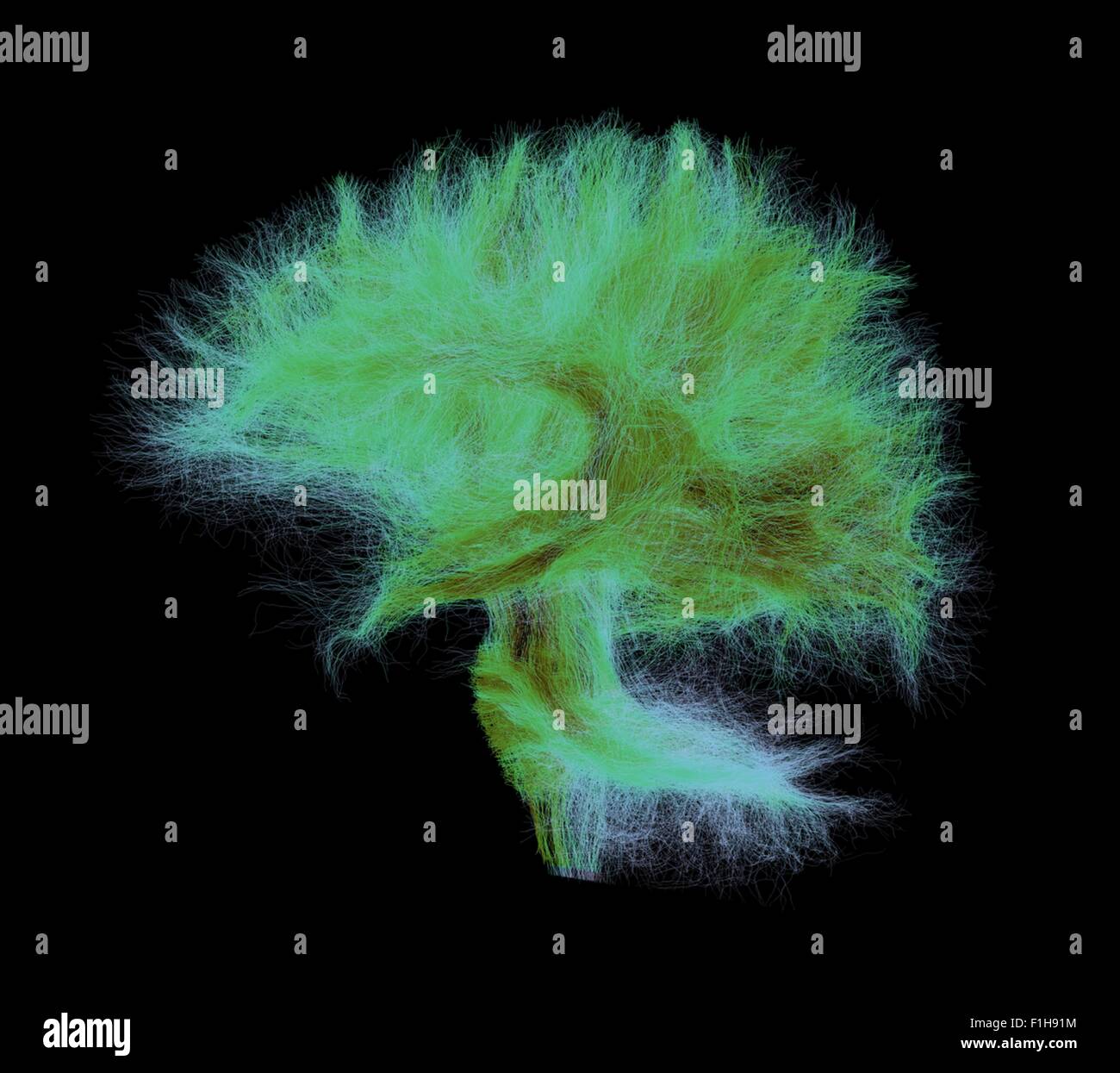 Full human brain fibers. Side view fibers coming spinal cord cerebellum. darker color denser fibers Stock Photo