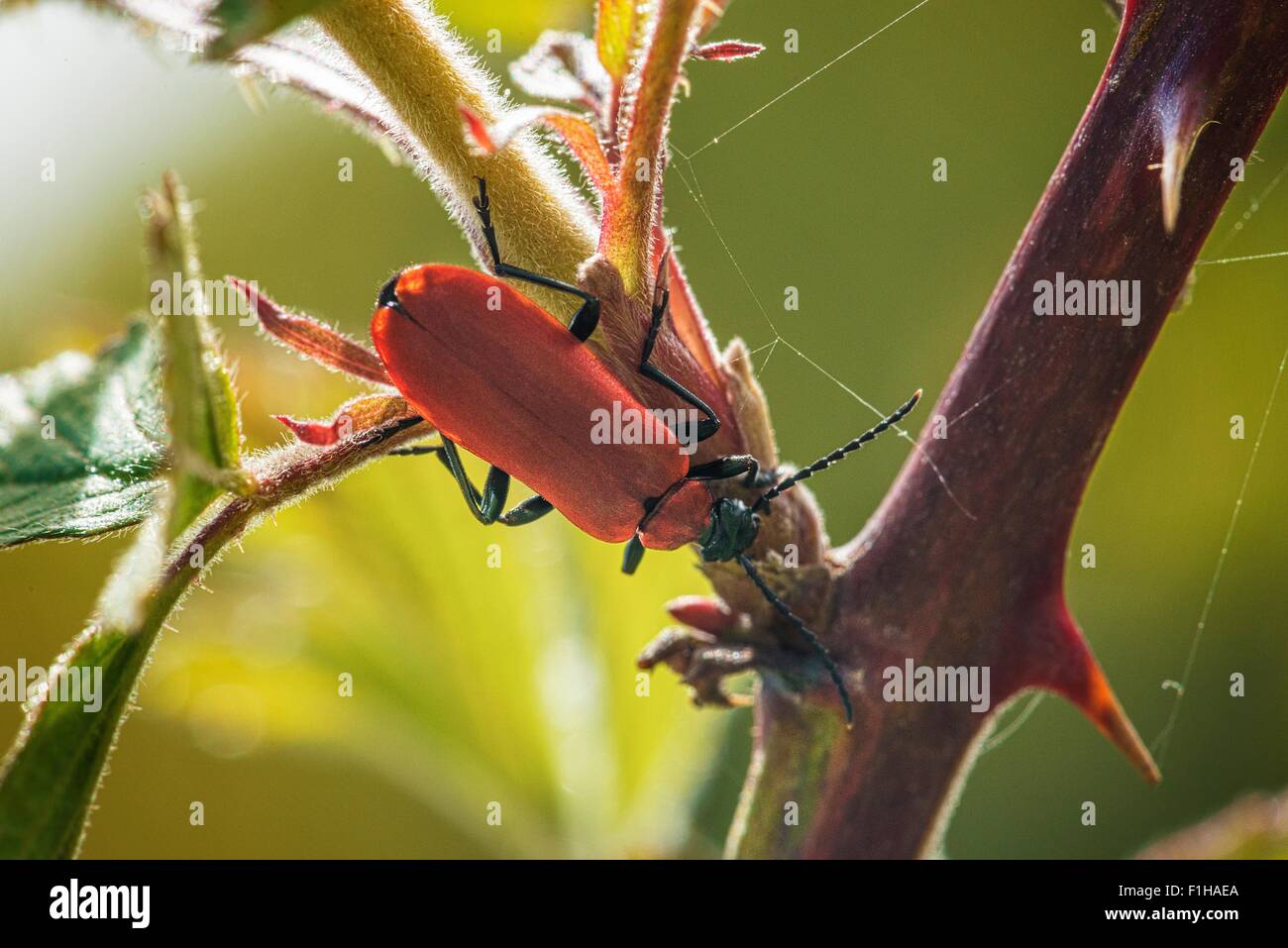 Scarlet Lily Beetle (Lilioceris Lilii) on plant, close-up Stock Photo ...