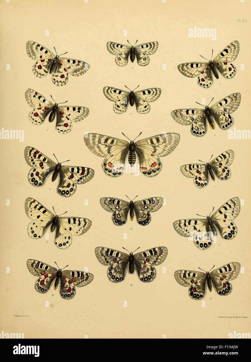 This historical catalog contains detailed illustrations of ...