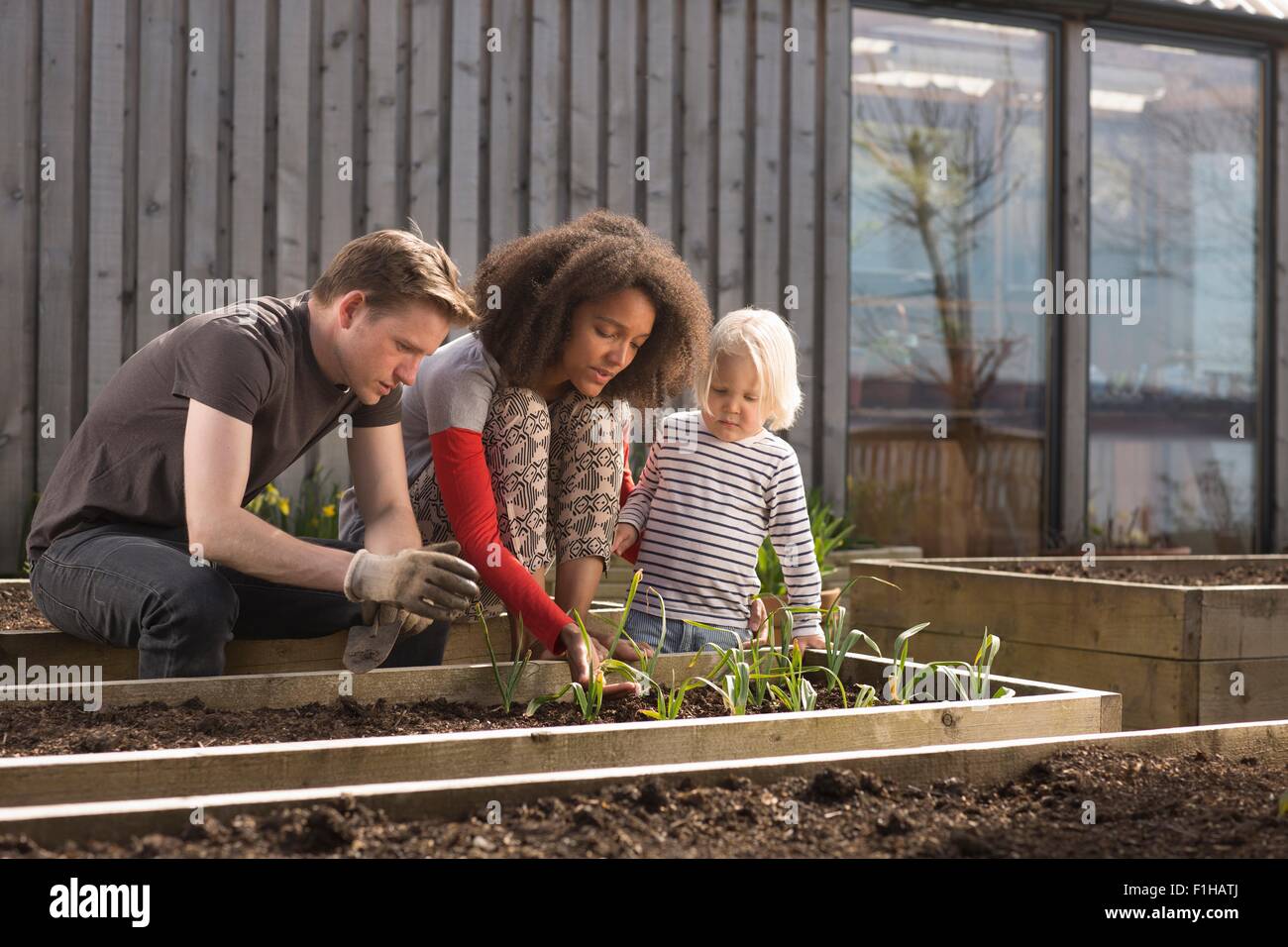 Boy and parents tending plants in raised bed Stock Photo