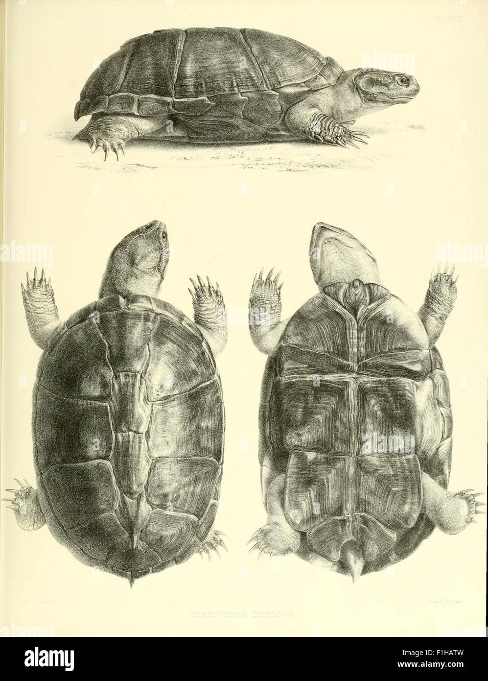 Catalogue of shield reptiles in the collection of the British Museum