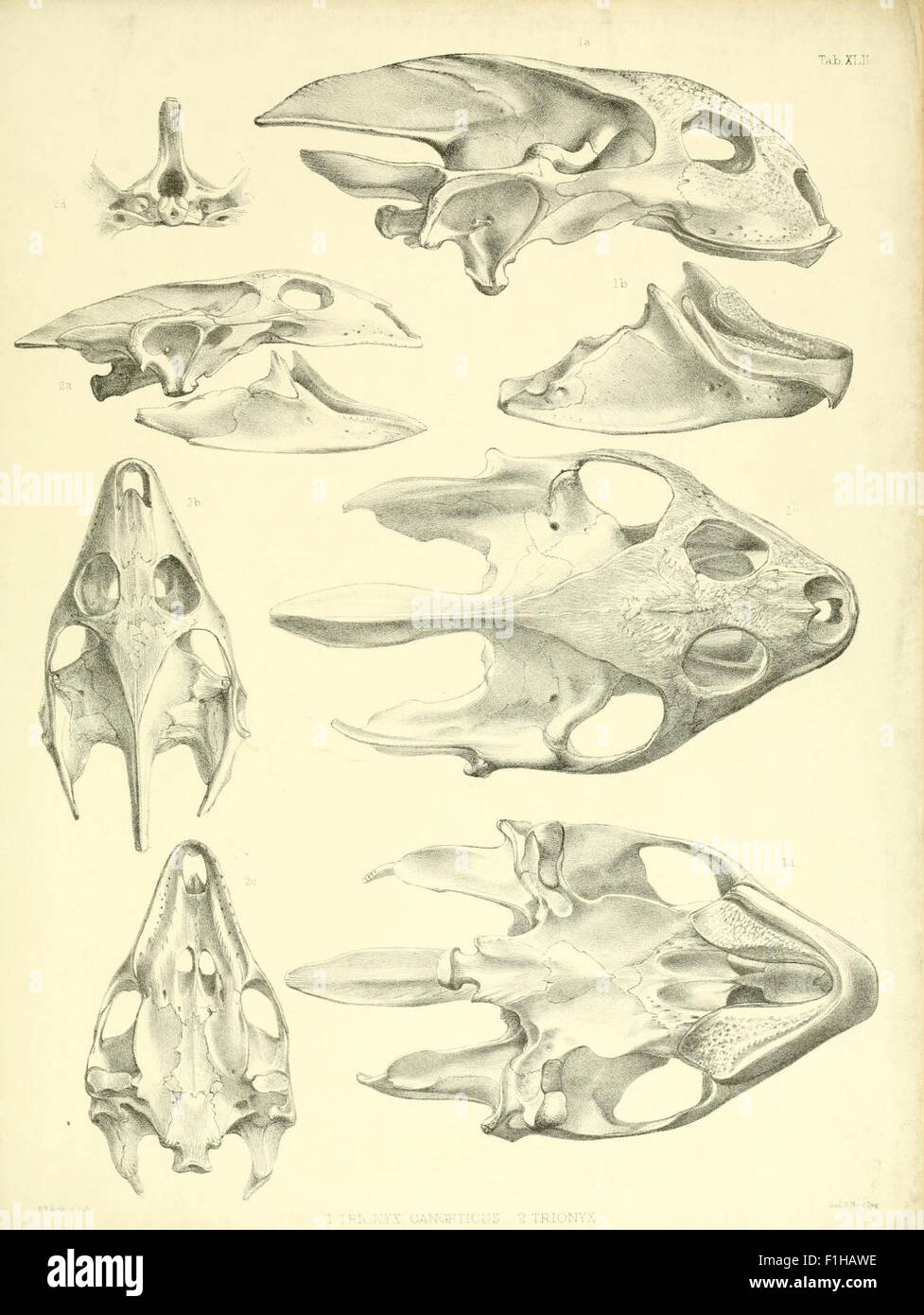 Catalogue of shield reptiles in the collection of the British Museum