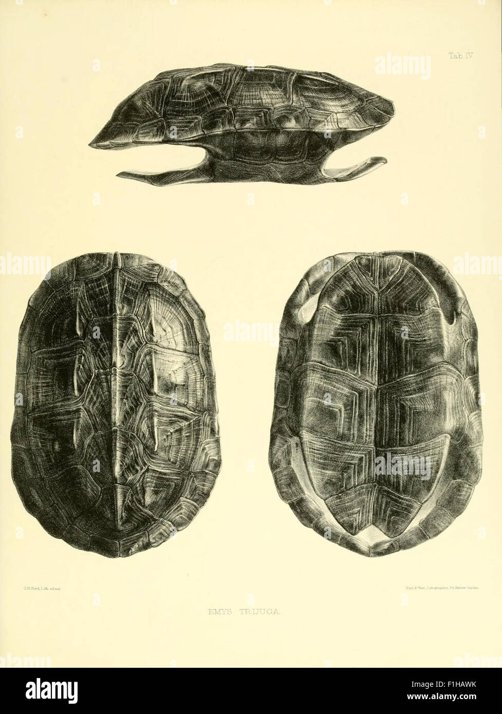 Catalogue of shield reptiles in the collection of the British Museum
