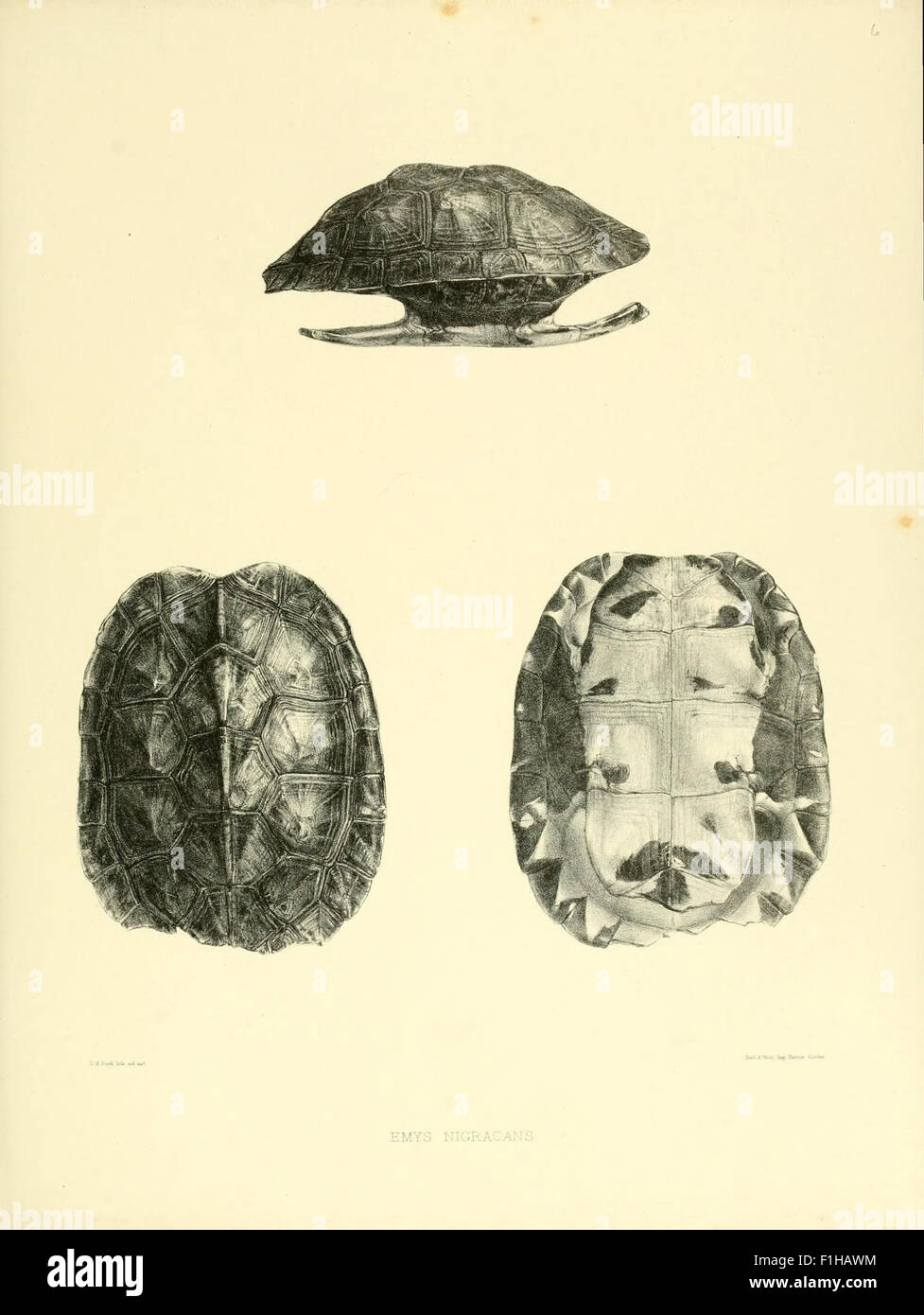 Catalogue of shield reptiles in the collection of the British Museum