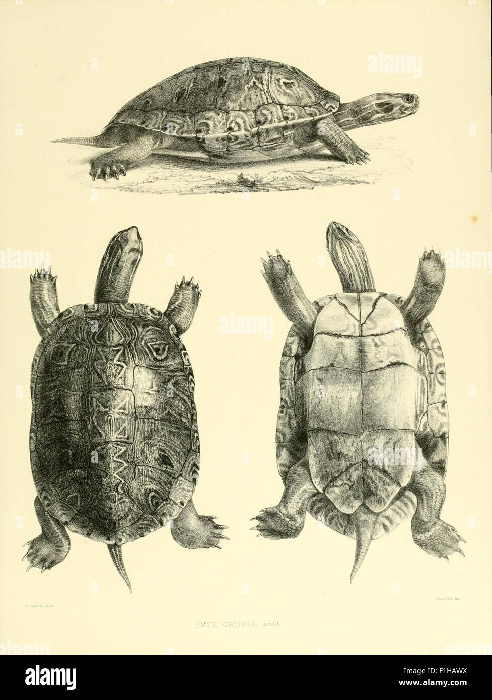 A catalog of shield reptiles from the British Museum collection