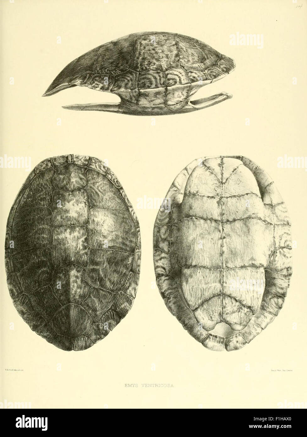 This catalog from the British Museum details various species of shield