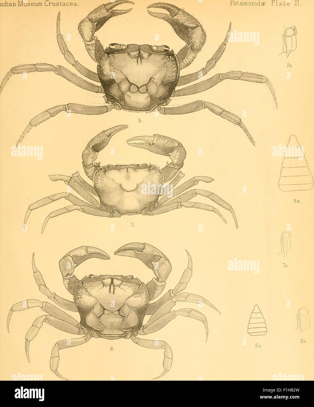 Catalogue indian decapod crustacea in hi-res stock photography and ...