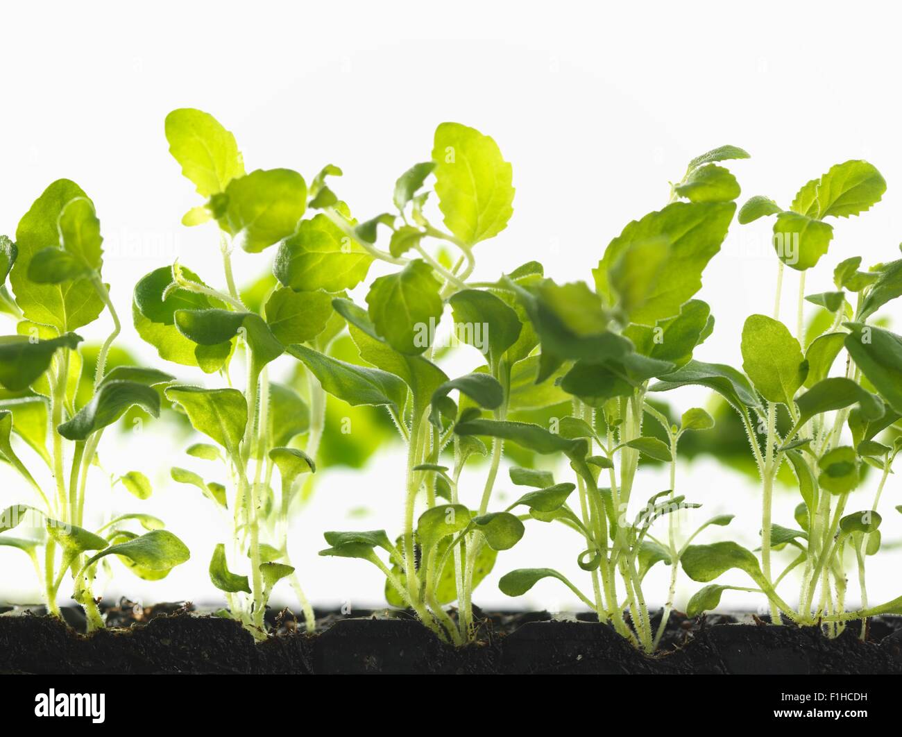 https://c8.alamy.com/comp/F1HCDH/healthy-seedlings-growing-in-tray-F1HCDH.jpg