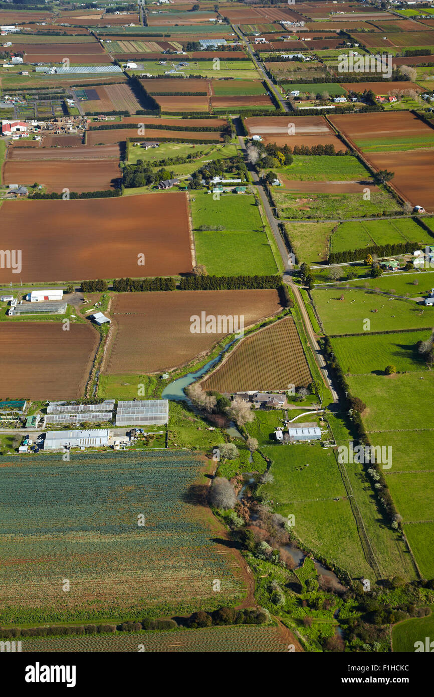 Market gardens, Pukekohe, South Auckland, North Island, New Zealand