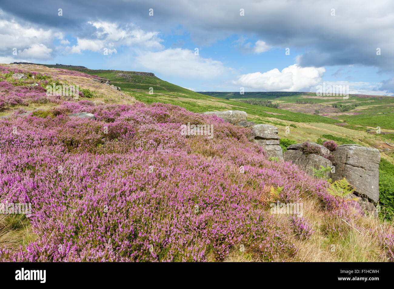 Heather on moorland in the English countryside. Hathersage Moor, Derbyshire Yorkshire border, Peak District, England, UK Stock Photo