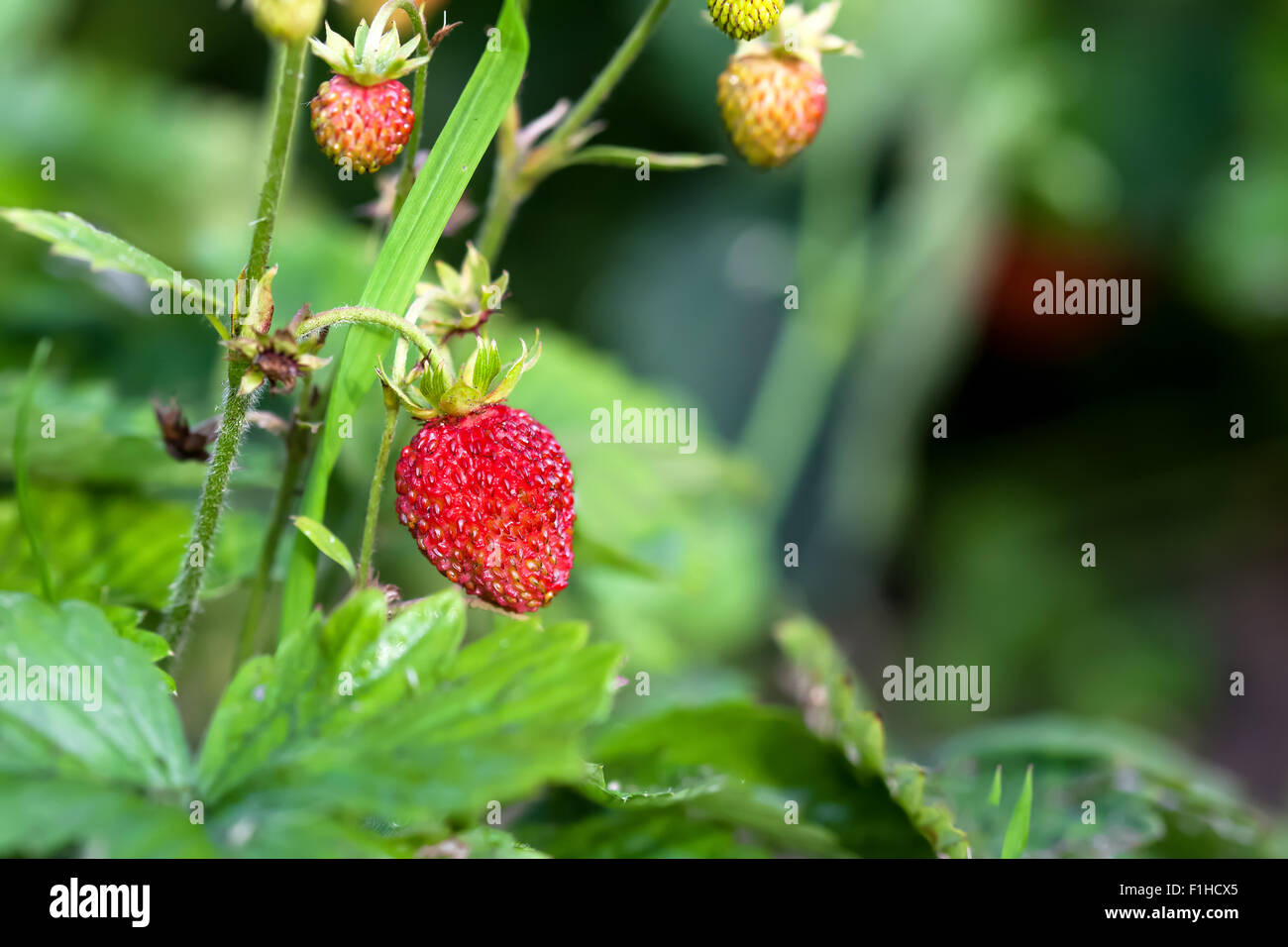 Wild strawberry plant with green leafs and ripe red fruits Stock Photo ...