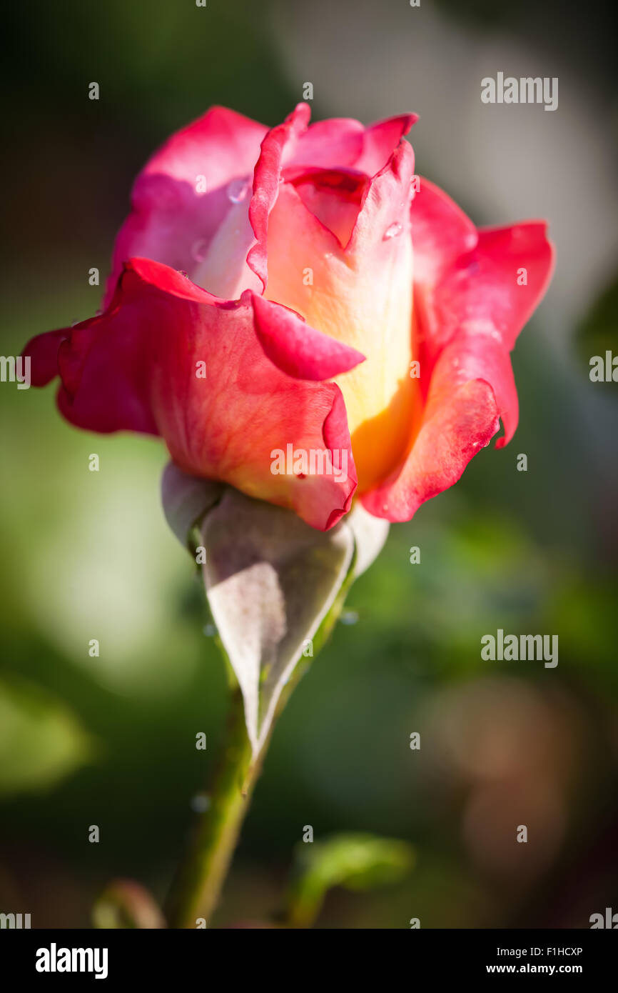 Beautiful rose flower hi-res stock photography and images - Alamy