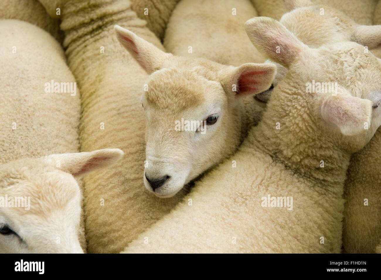 Huddle of juvenile sheep Stock Photo Alamy