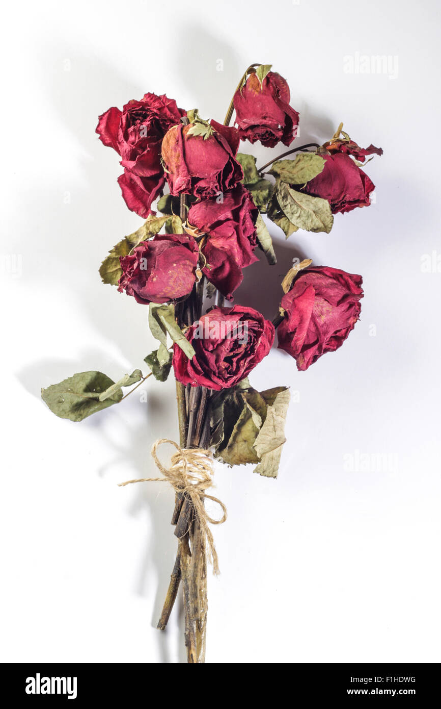red dried rose bouquet being tied with rope. Isolated on white ...