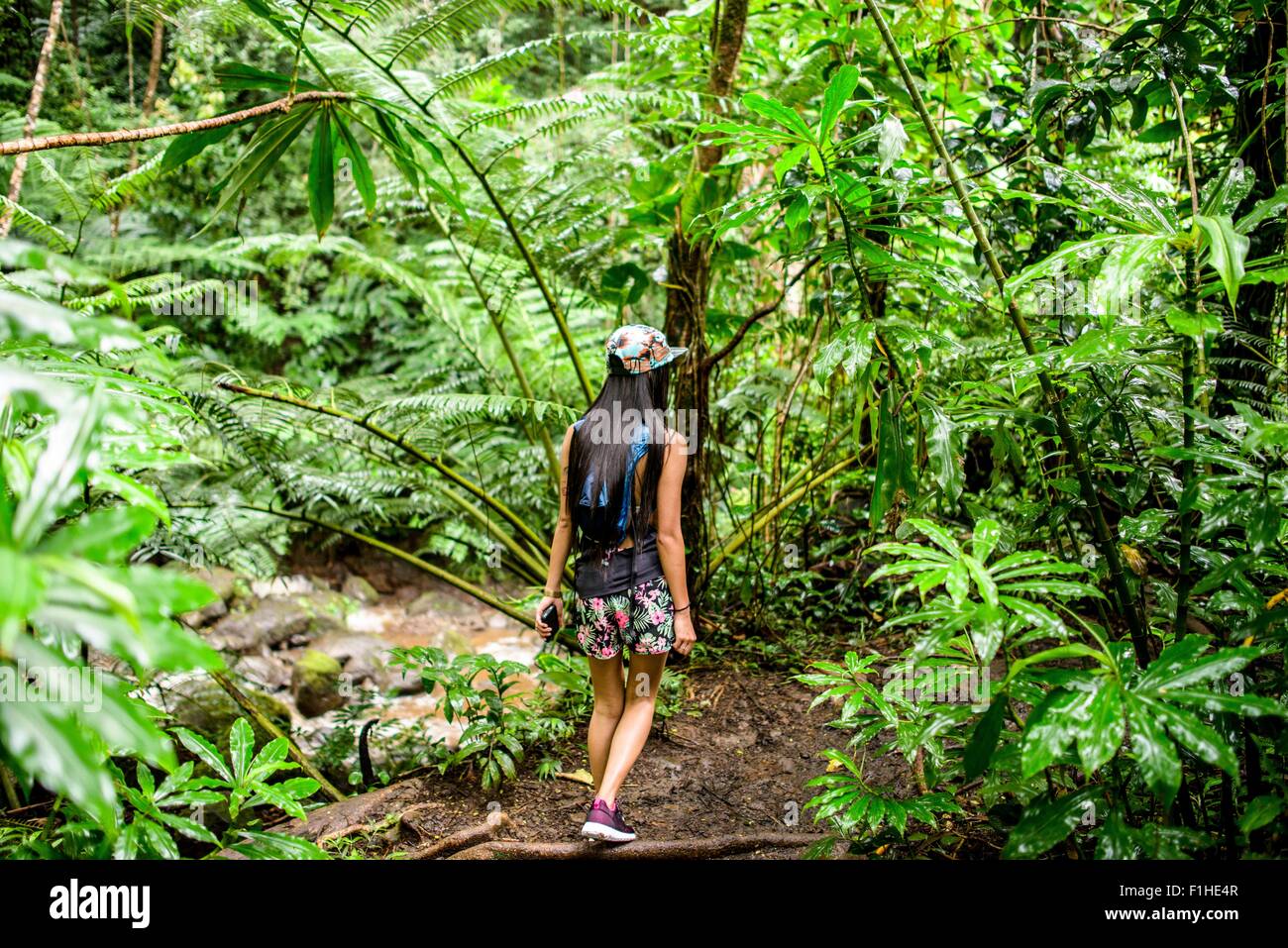 Rear view of young female tourist strolling in jungle,  Manoa Falls, Oahu, Hawaii, USA Stock Photo
