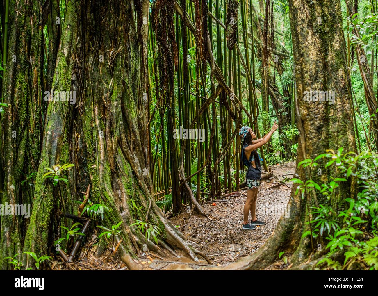 Young female tourist photographing on smartphone in jungle,  Manoa Falls, Oahu, Hawaii, USA Stock Photo