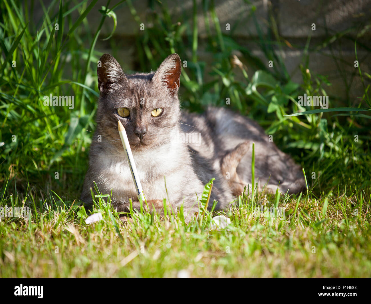Cat holding a pencil looking at the camera Stock Photo Alamy